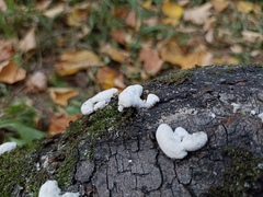 Schizophyllum