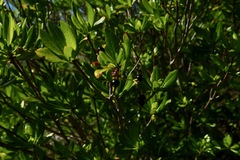 Stenostomum acutatum