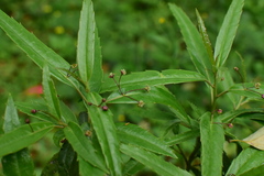 Helwingia chinensis