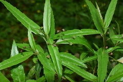 Helwingia chinensis