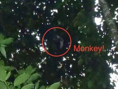 Trachypithecus selangorensis