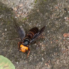 Vespa mandarinia