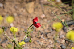 Papaver hybridum