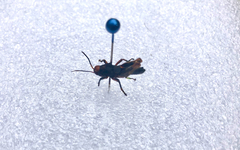 Melanoplus punctulatus