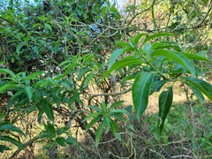 Volkameria glabra