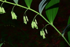 Polygonatum cyrtonema