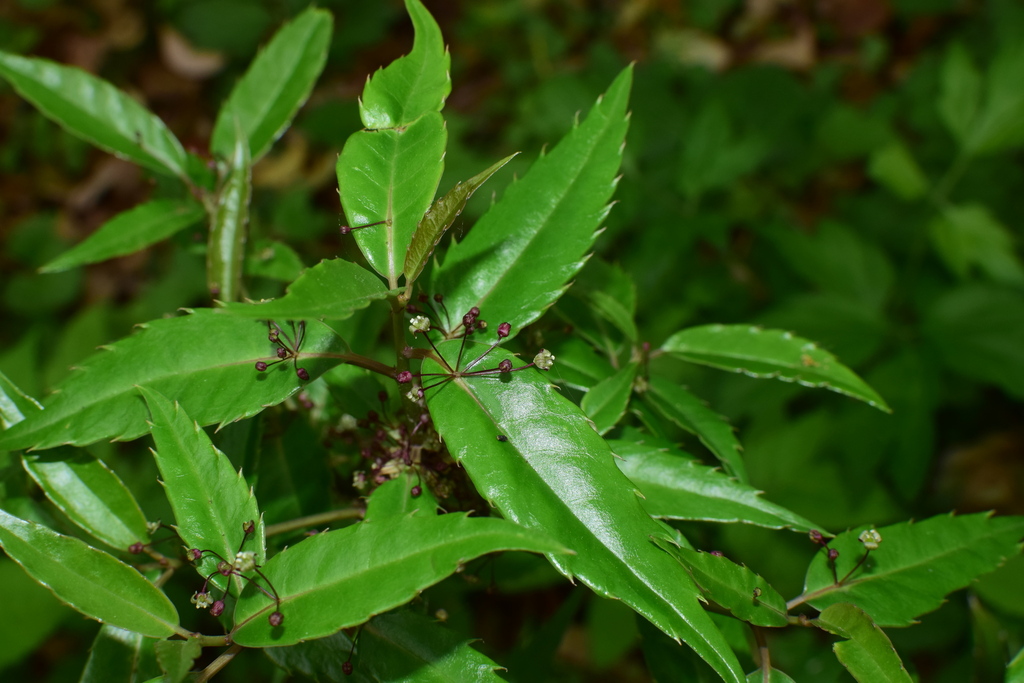 Helwingia chinensis (Helwingia chinensis)