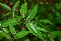 Helwingia chinensis