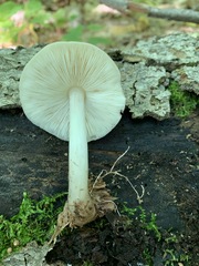 Pluteus