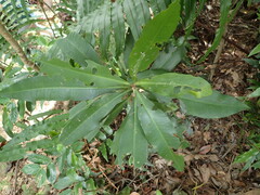 Ardisia sieboldii