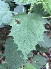 Urtica thunbergiana