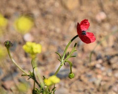 Papaver hybridum