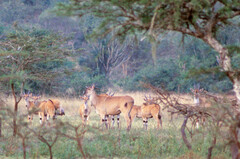 Tragelaphus oryx pattersonianus