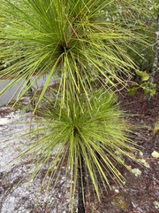 Pinus palustris