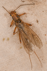 Perlodinae