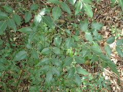 Staphylea japonica