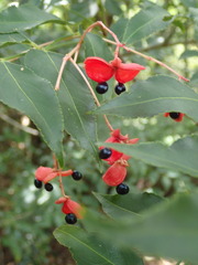 Staphylea japonica