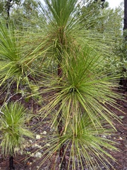 Pinus palustris