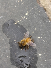 Apis mellifera