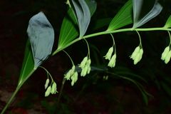 Polygonatum cyrtonema