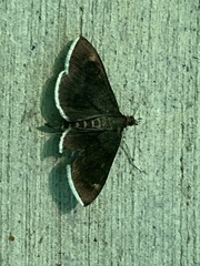 Pyrausta niveicilialis