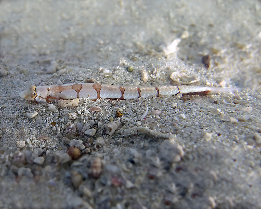 Barred Sand Burrower