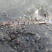 Creediidae - Photo (c) Glen Whisson,  זכויות יוצרים חלקיות (CC BY-NC), הועלה על ידי Glen Whisson
