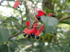 Staphylea japonica