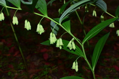 Polygonatum cyrtonema