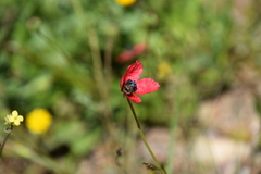 Papaver hybridum
