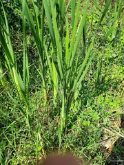 Typha capensis