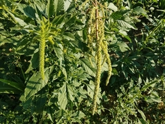 Amaranthus palmeri