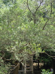 Acacia confusa