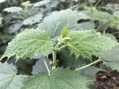 Urtica thunbergiana