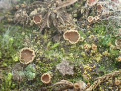 Psoroma hypnorum