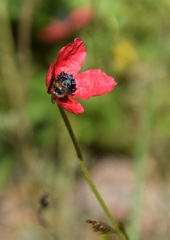 Papaver hybridum