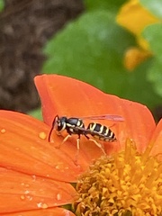 Vespula maculifrons