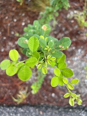 Lespedeza