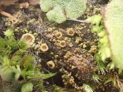 Psoroma hypnorum