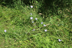 Cichorium intybus