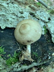 Pluteus