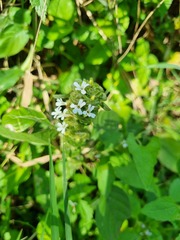 Phaulopsis imbricata