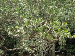 Acacia confusa