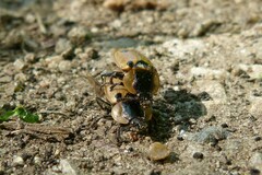 Dendroxena quadrimaculata