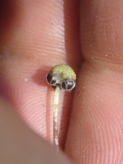 Mannia gracilis