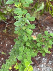 Lespedeza