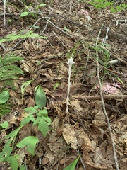 Monotropa uniflora