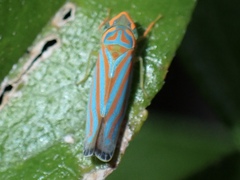 Graphocephala coccinea