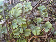 Mannia gracilis