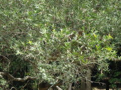 Acacia confusa
